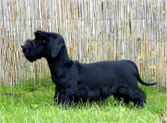 Cesky Terrier