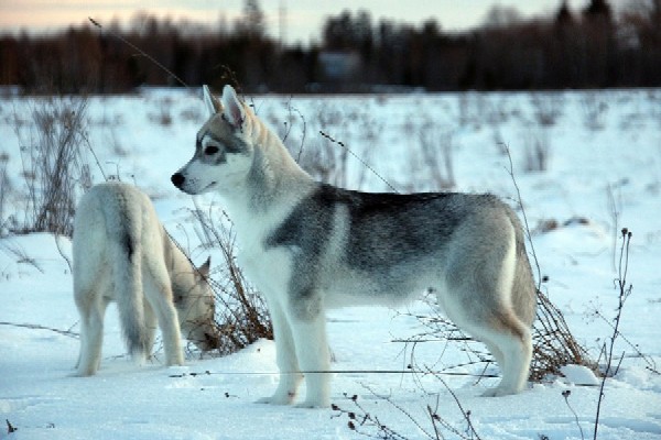 Hundu