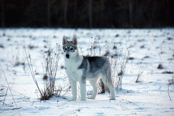 Hund