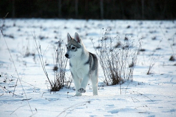 Hundu