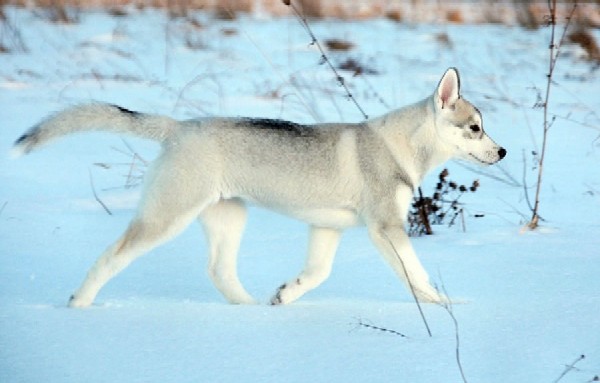 laska