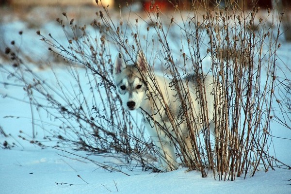 Laska