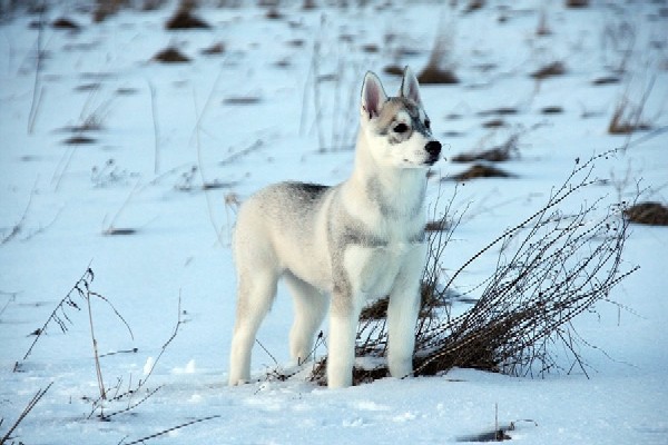 laska 