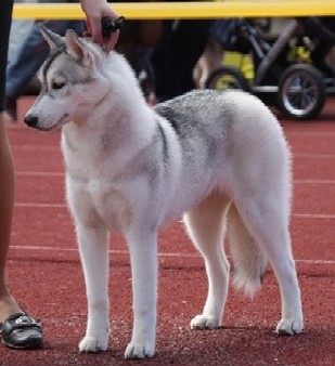 Laska