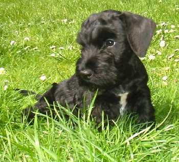 maisy 8 weeks