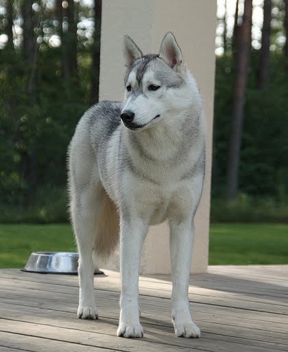 Laska poseerib
