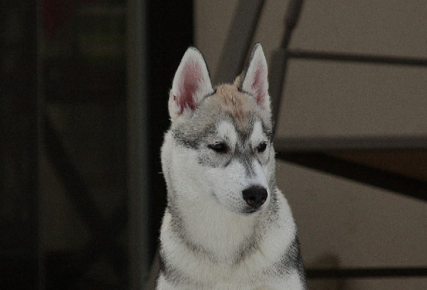 Laska