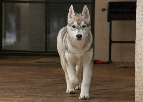 Laska
